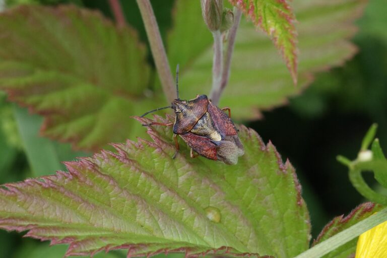 Toniebox zeigt Fehler Schildkröte bei fehlender WLAN-Verbindung und Lösungsansatz