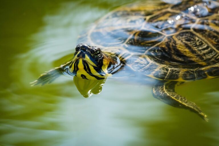 Fehlermeldung Schildkröte bei Toniebox WLAN-Verbindungsproblem erkennen und beheben