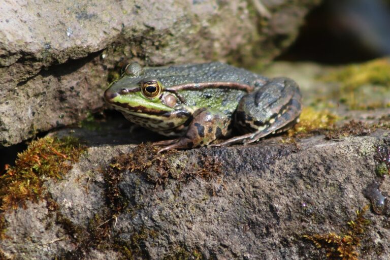 Toniebox zeigt Codewort Frosch bei Bluetooth-Verbindungsproblemen zur Fehlerbehebung
